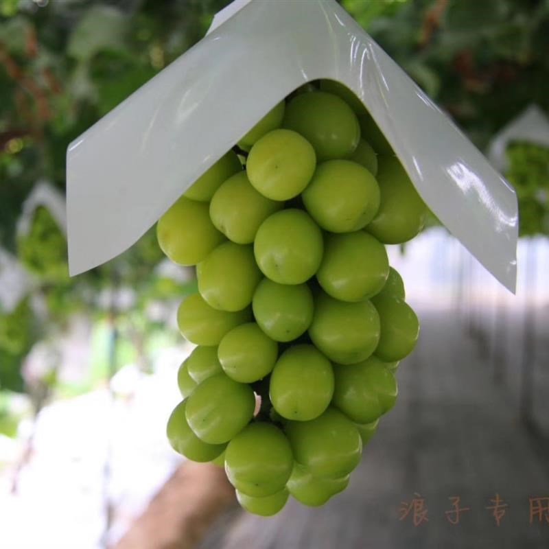 光玫瑰葡萄套袋防鸟袋帽防日灼防雨水防裂防晒果伞罩葡萄伞