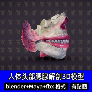 blende人体头部牙齿咽唾液腺腮腺医学解剖3D三维模型FBX素材 maya