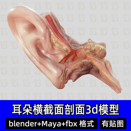 Blender写实耳朵耳蜗人耳解剖横截切面声道3D模型fbx c4d maya