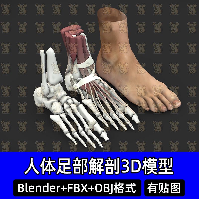 Blender写实人体足部解剖肌肉骨骼3D模型FBX OBJ C4D 3dmax maya