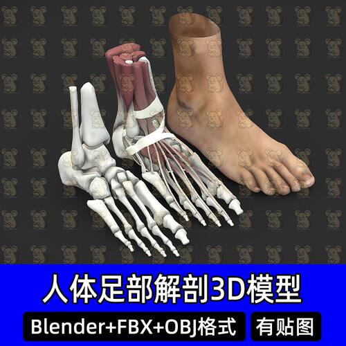 Blender写实人体足部解剖肌肉骨骼3D模型FBX OBJ C4D 3dmax maya