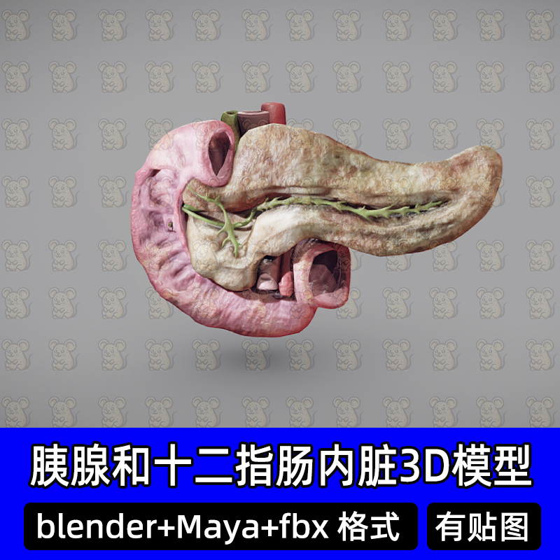 blender人类内脏器官胰腺十二指肠解剖医学3D三维模型素材FBXmaya