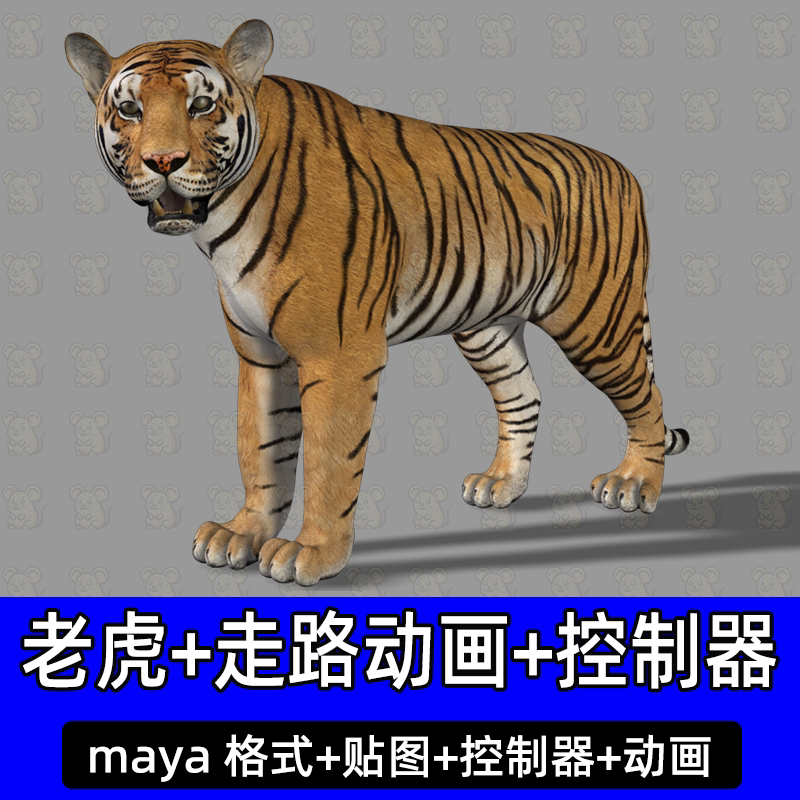maya写实老虎东北虎猫科动物3D模型行走走路动画有骨骼绑定控制器