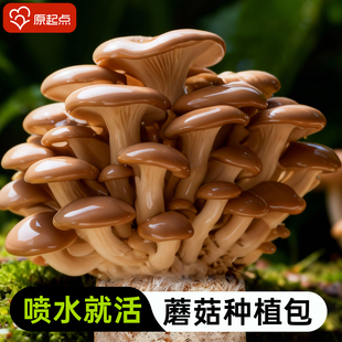 蘑菇种植包可食用菌菇香菇儿童乐趣黑平菇菌菇家庭蘑菇种植盆栽