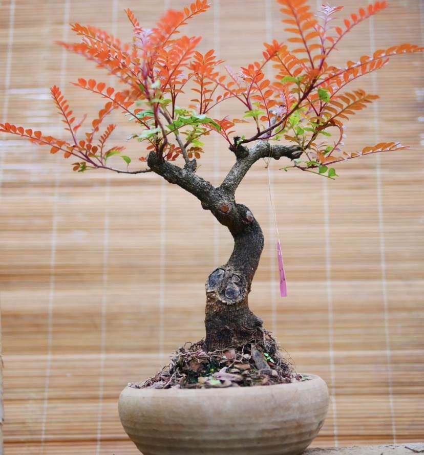 新品云南正宗红芽清香木阳台老桩盆景花卉四季常绿庭院驱蚊虫植物