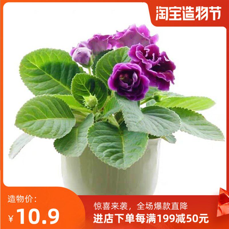 极速大岩桐重瓣带花盆栽发货四季开花芙蓉花带花六雪尼阳台带花发