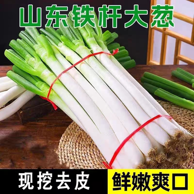 现货山东大葱去现挖铁杆去皮大葱香葱新鲜蘸酱葱现发鲜葱批发整箱