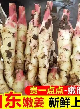 山东红芽嫩姜新鲜大仔姜子姜生姜