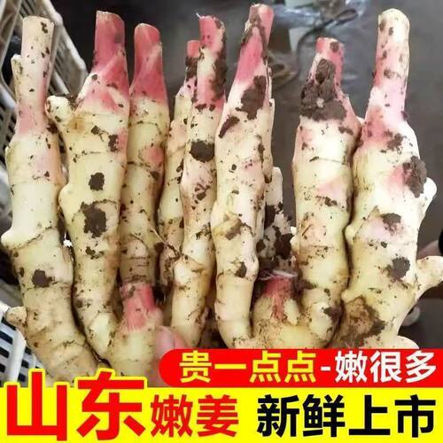 山东红芽嫩姜新鲜大仔姜子姜生姜