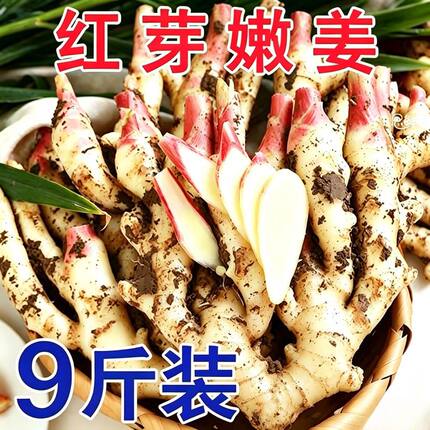 山东红芽嫩姜新鲜大仔姜子姜生姜指头生姜非云南小黄姜泡老醋鲜姜