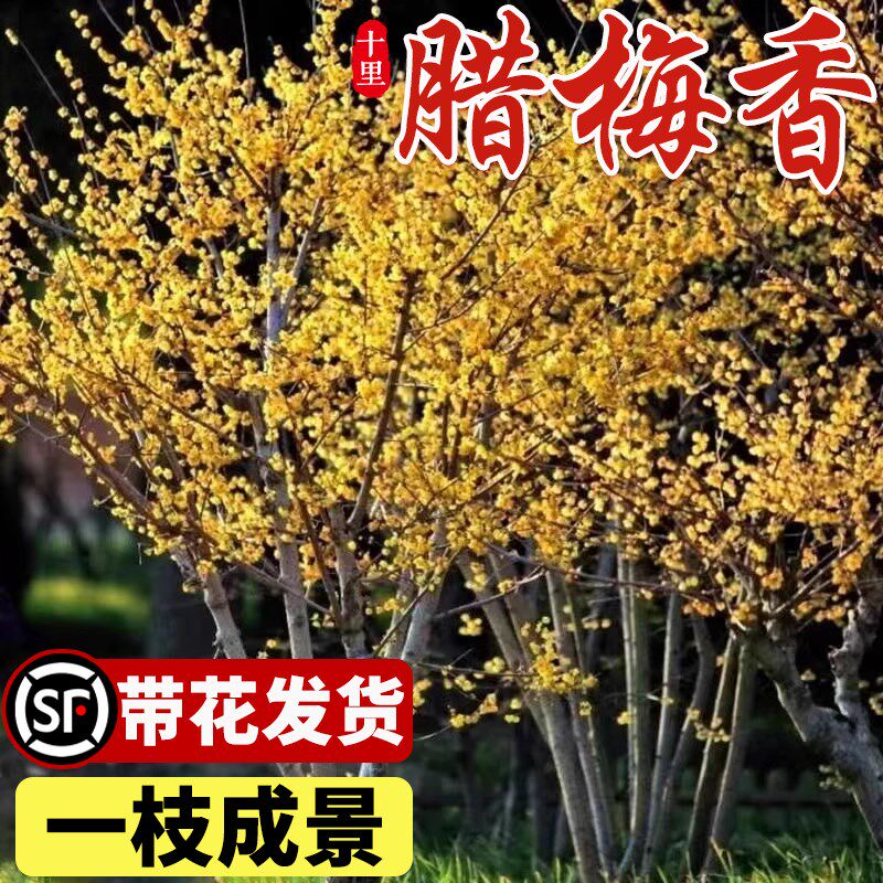 速发丛生香梅盆栽庭院地栽老桩素心腊梅花耐寒浓腊型花卉蜡梅冬季