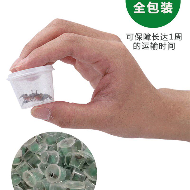 速发迷你辣椒蟹红钳蟹淡水鱼缸观赏勾手蟹谭氏泥蟹养殖小螃蟹