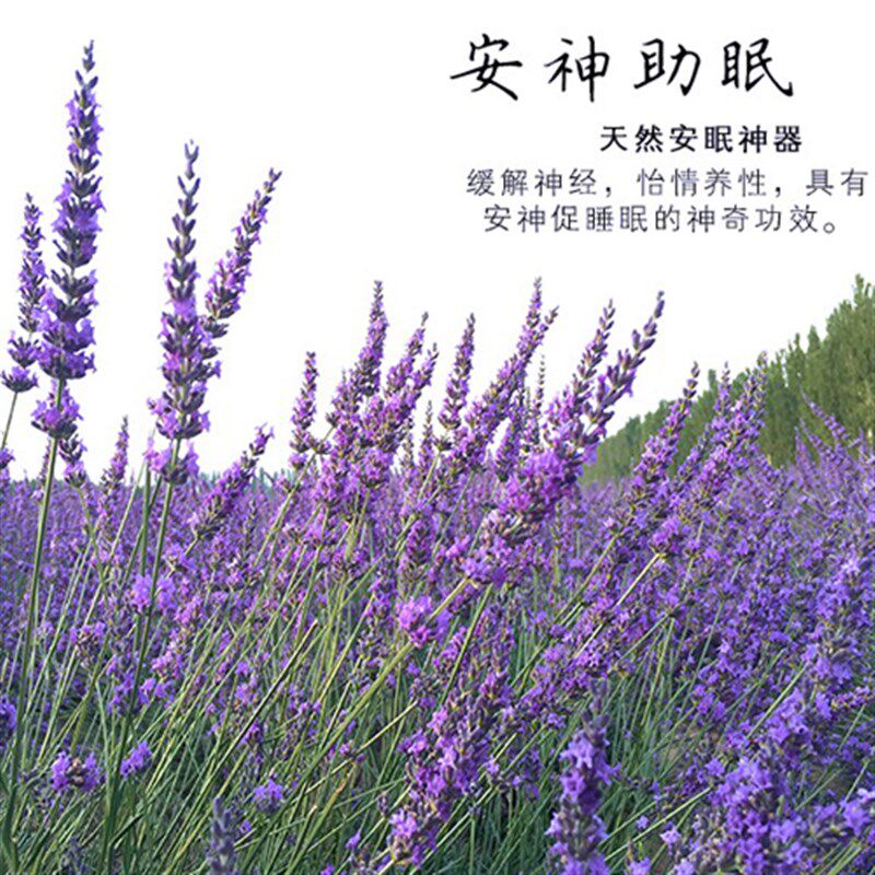 现货速发薰衣草干花束客厅家居装饰 风干花束真花香薰插花礼物