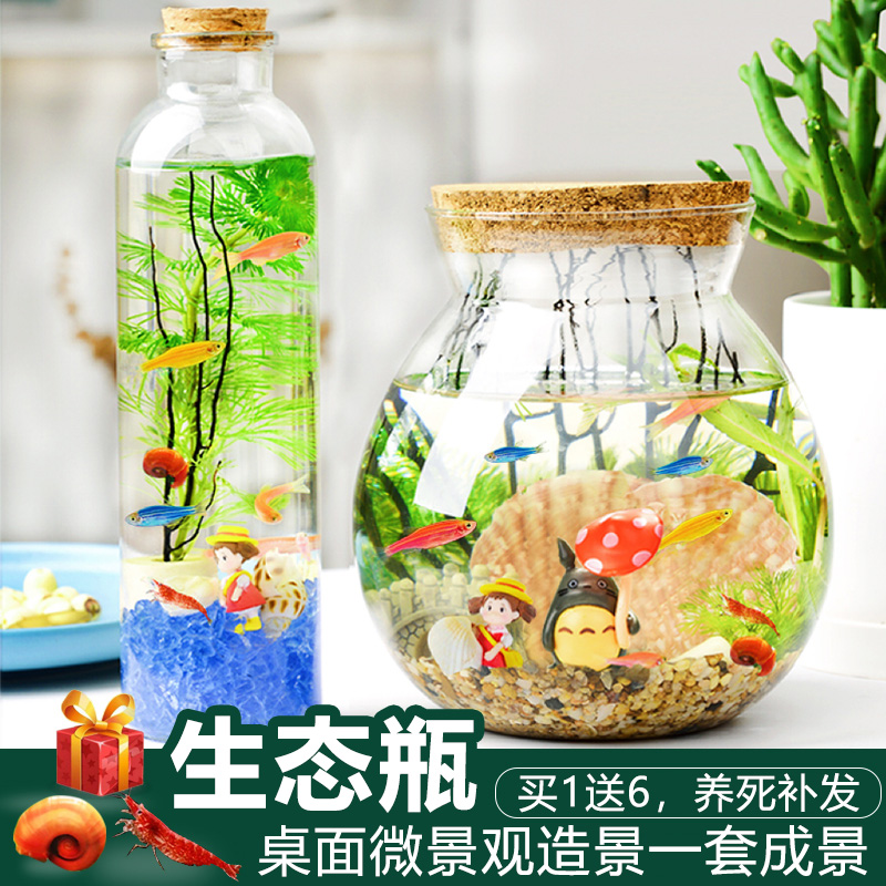速发桌面换态瓶免理打自循环微景观瓶材料观赏鱼免生水小学生K06