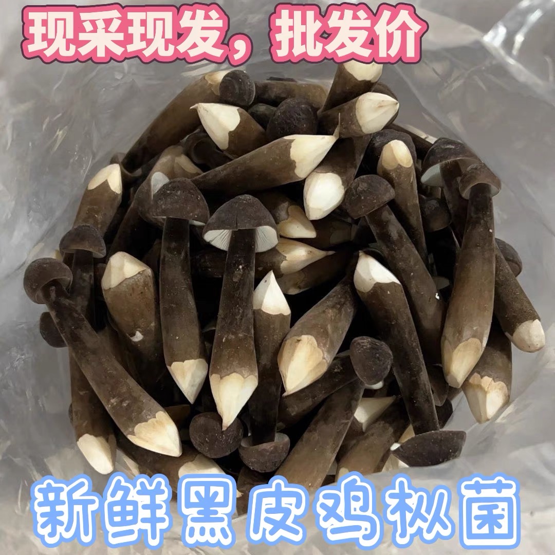 黑皮鸡枞菌云南土特产干货