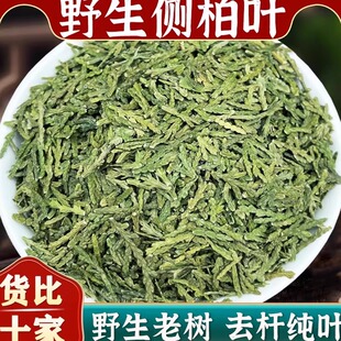 野生侧柏叶新鲜现采晒干阴干颗 粒侧柏叶粉洗头粉扁柏熬水洗头发