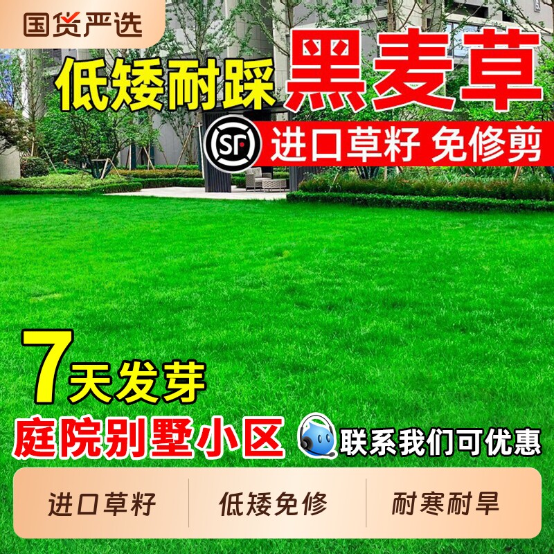 黑麦草草籽四季常青低矮耐踩多年生庭院别墅小区绿化耐寒草坪种子