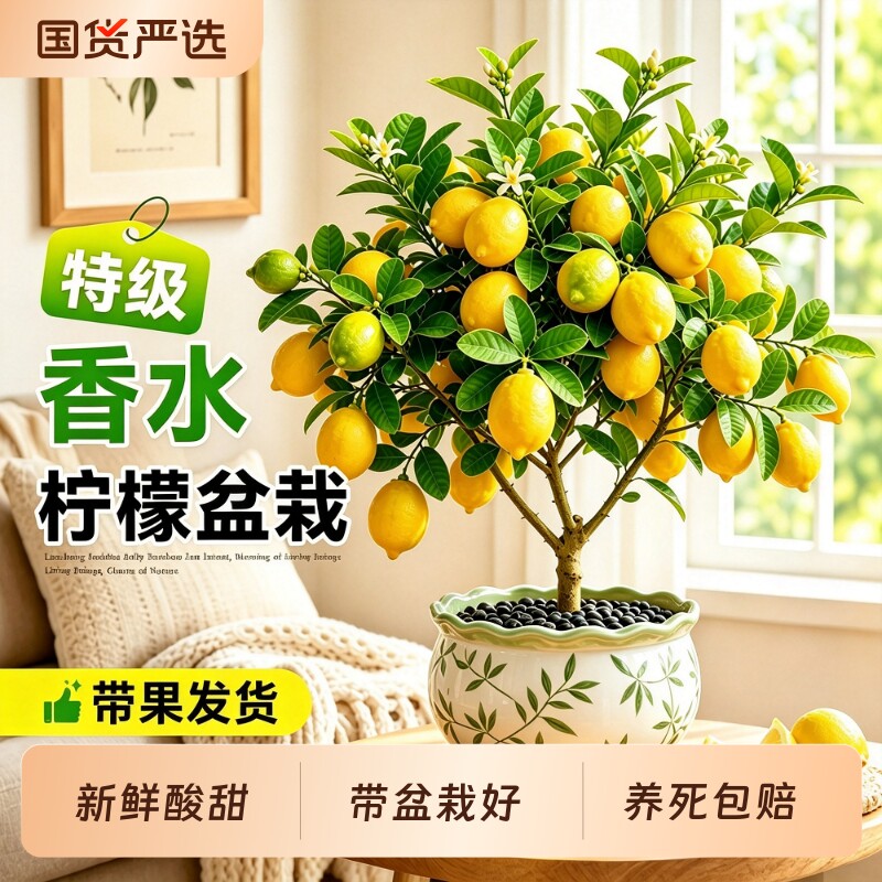 香水柠檬盆栽带果可食四季好养图片