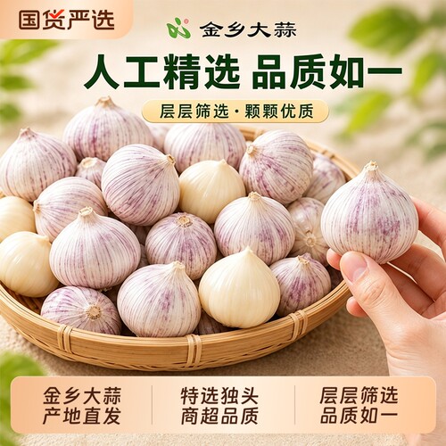 山东金乡正宗紫皮独头蒜饱满新鲜大蒜头产地现挖直发农家自种包邮