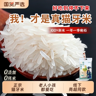 瑶山正宗猫牙米长粒香大米优质当季新米农家丝苗米煲仔饭真空晚稻