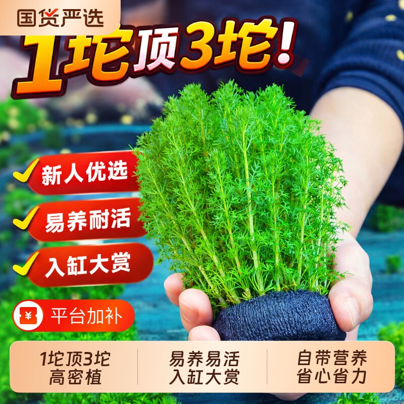绿菊蜈蚣草水草坨草鱼缸造景阴性水族箱大小坨小宝塔龟缸净水增氧