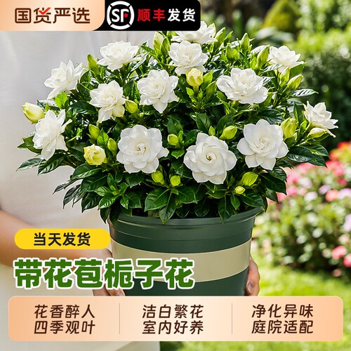 栀子花盆栽花卉植物室内带花苞水培绿植大树苗四季好养寿星开花