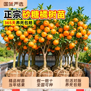 沙糖桔正宗树苗砂糖橘子广西无核籽橘盆栽南方北方可种带果树果苗