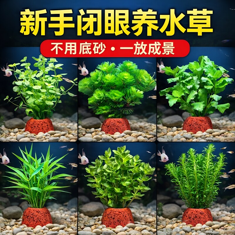 火山石水草造景套餐|千人加购图片
