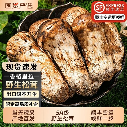 现货香格里拉纯野生新鲜松茸茸