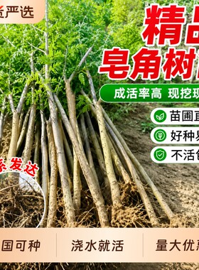 皂角树苗园林绿化南北方耐寒绿植庭院野生药用油皂角大树四季植物