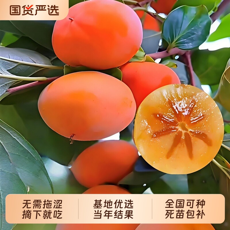柿子苗树地栽盆栽嫁接脆甜无核南北方种植特大当年结果柿子