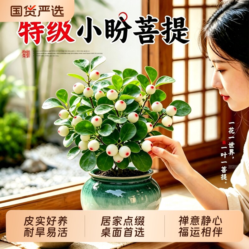 小盼菩提盆栽带果绿植图片