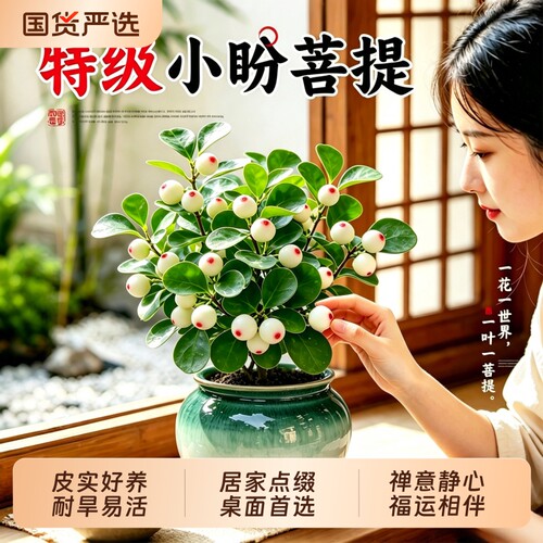 小盼菩提盆栽带果绿植