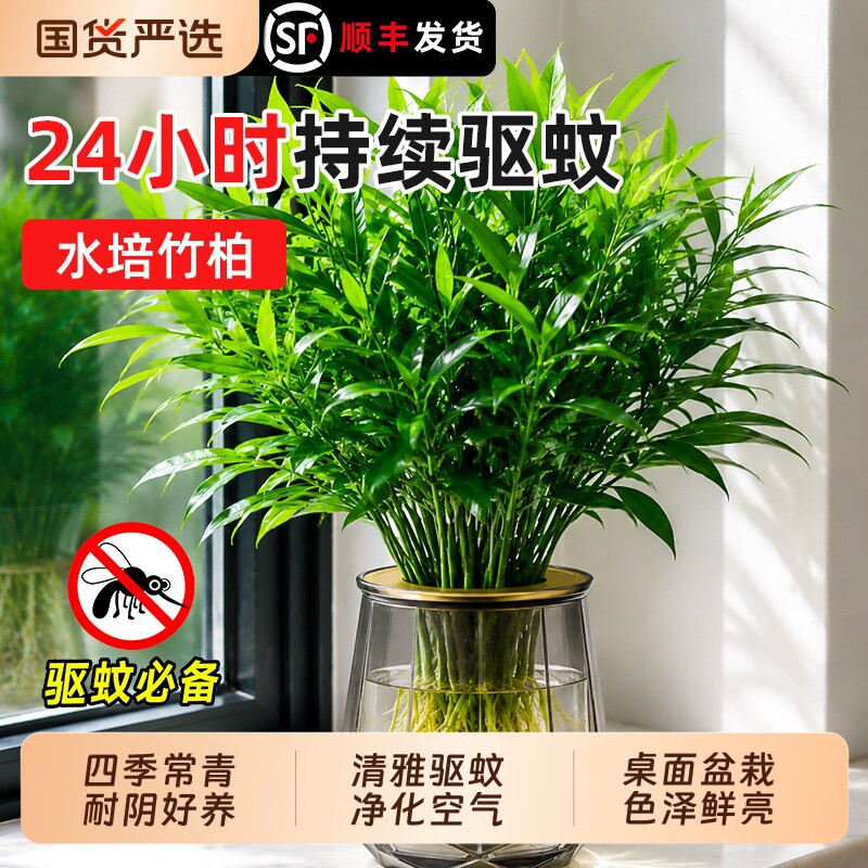 驱蚊竹柏水培植物盆栽绿萝花卉室内花鲜花好养的办公室绿植发财树图片