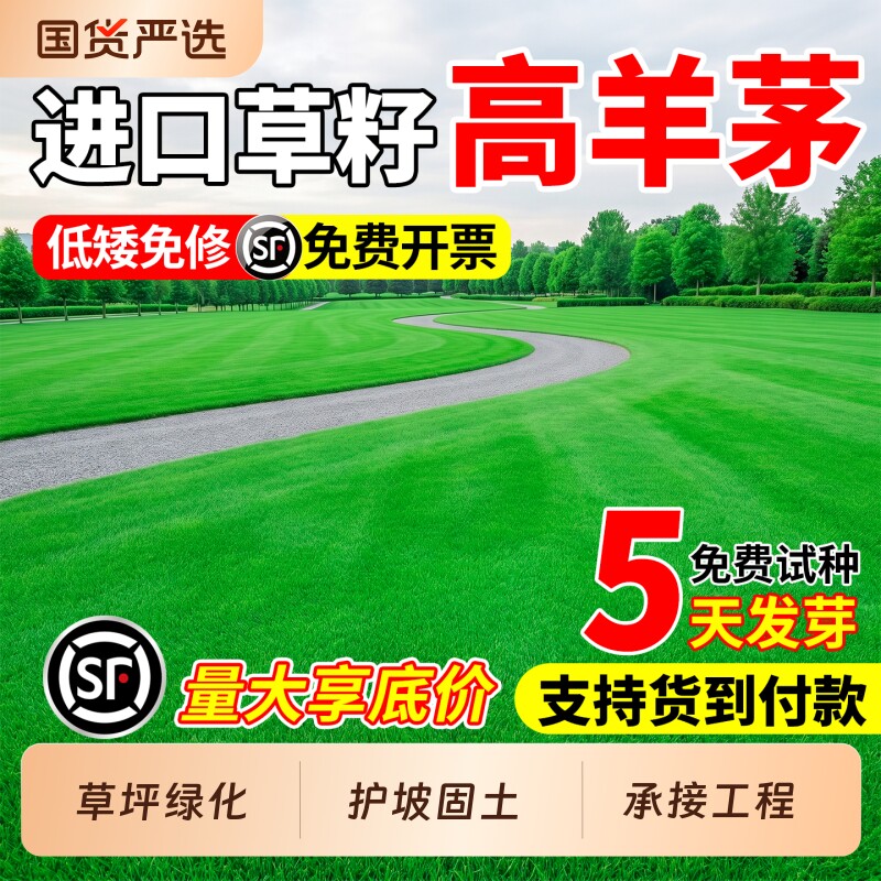 进口高羊茅草籽四季常青耐寒公园景区多年生耐踩踏工程绿化草种子