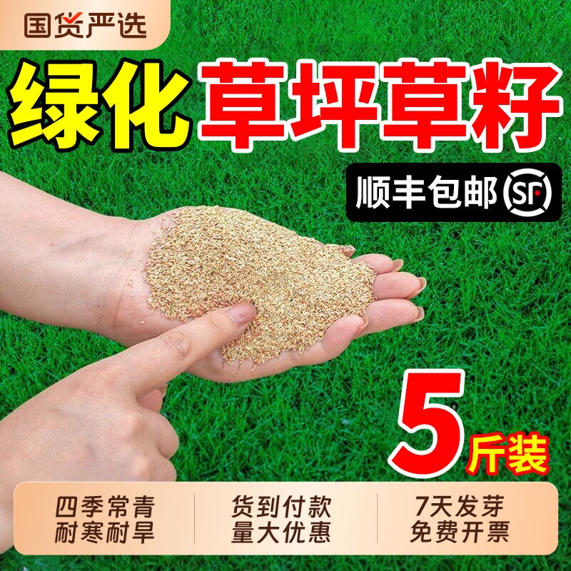 绿化草坪草籽四季常青护坡狗牙根矮生庭院地毯草高羊茅黑麦草种子