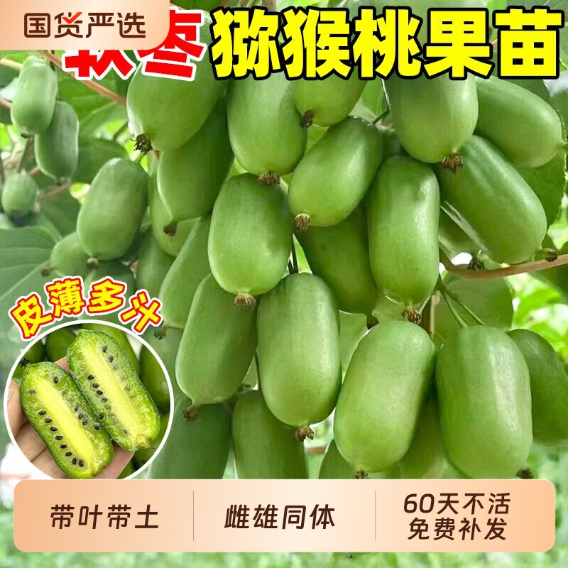 猕猴桃树果苗红心软枣图片