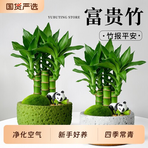 富贵竹小盆栽招财转运竹办公室桌面绿植盆栽室内植物文昌竹子四季