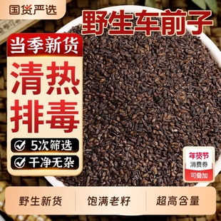 野生车前子中药材正品官方旗舰店正品新货车前子茶车前仁车轮菜子