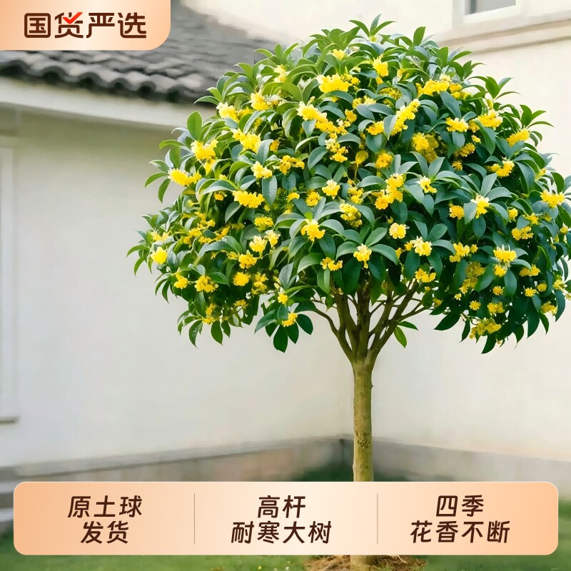 桂花树苗大树四季桂盆栽南北方种植室外庭院地栽金桂丹桂开花植物图片