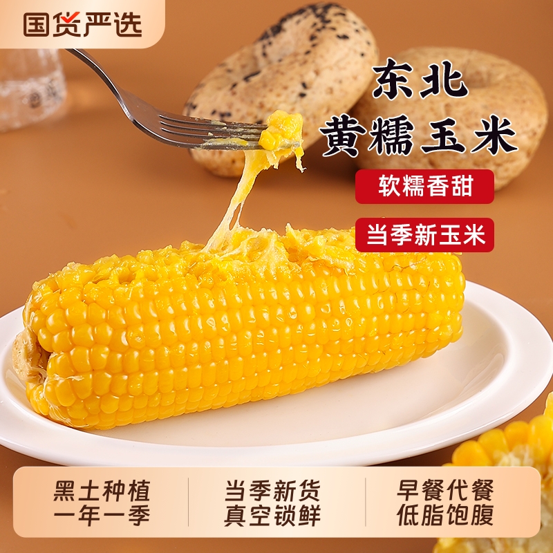 东北黄糯玉米新鲜采摘
