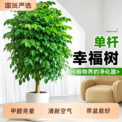 单杆幸福树盆栽净化空气
