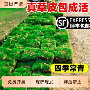 草皮真草坪带泥土别墅花园绿化四季青果岭草马尼拉草皮带土台湾草