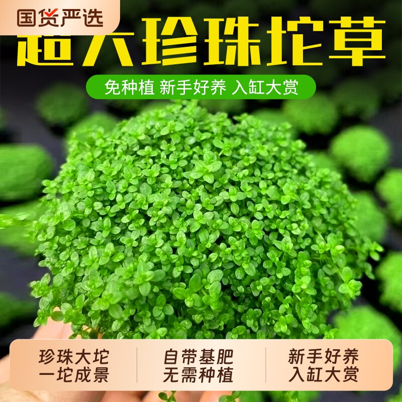 日本高珍珠爬地珍珠草水草植物鱼缸造景专用淡水培阴性前景草水质