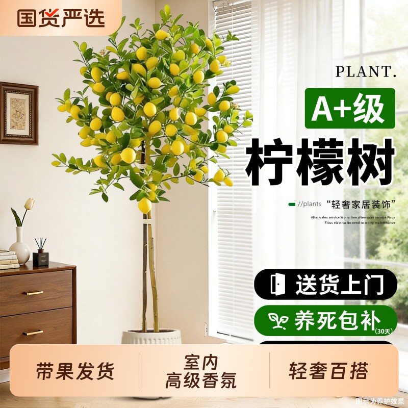 香水柠檬树盆栽大型绿植带果室内客厅办公室盆景阳台四季好养氛围图片
