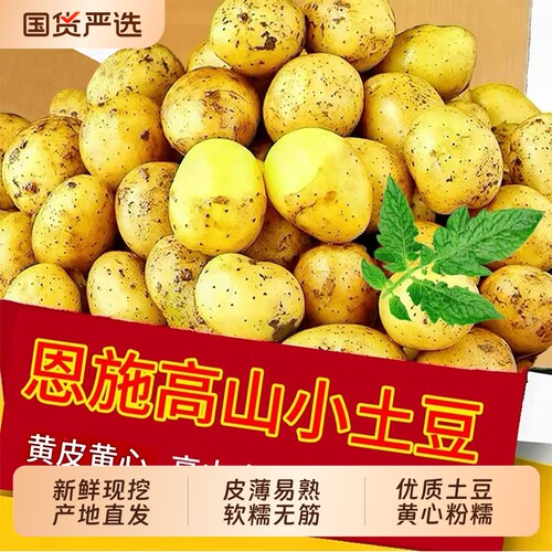 恩施黄心小土豆新鲜现挖洋芋