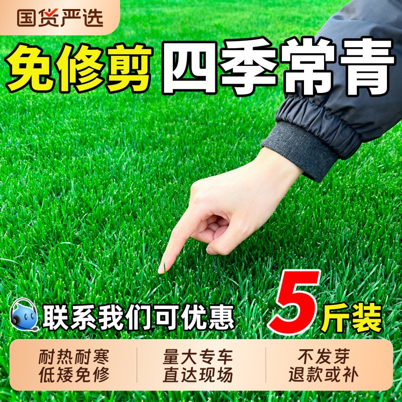 草坪草籽种子四季常青护坡固土狗牙根地毯草庭院绿化马尼拉黑麦草图片
