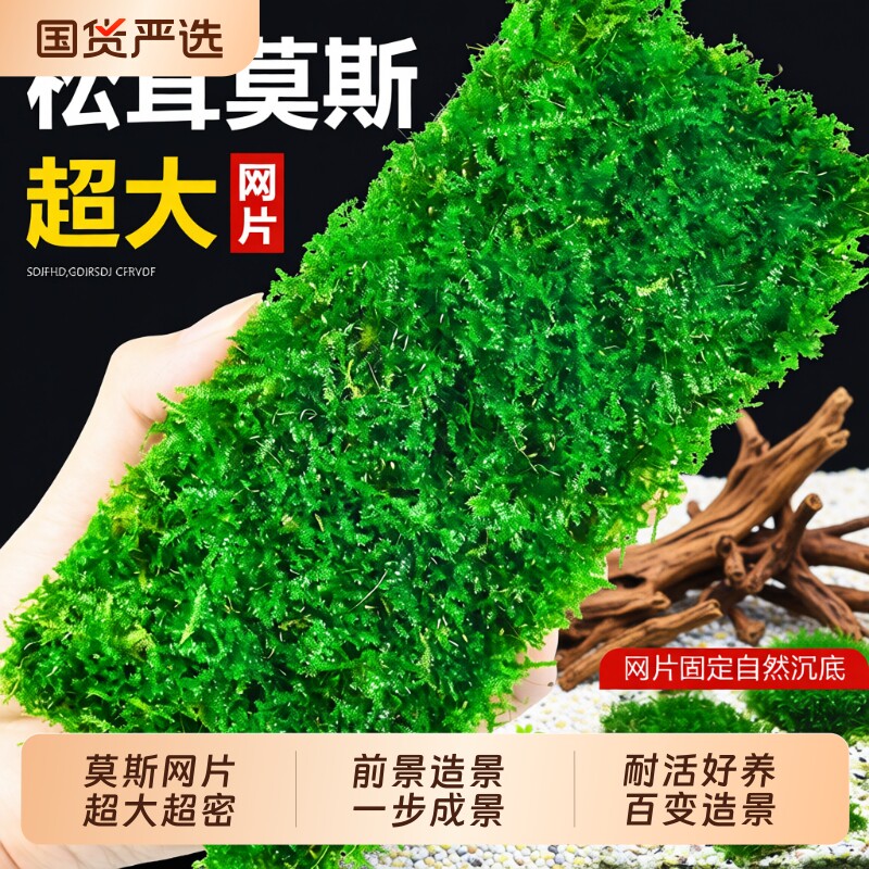 松茸莫斯水草鱼缸造景专用沉木石头慕斯树装饰前景植物沉底好养