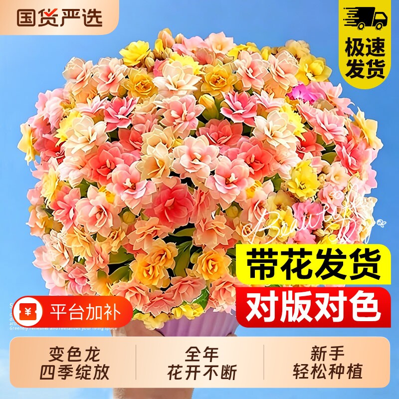 长寿花盆栽重瓣变色龙四季好养大花带花苞花苗室内花卉绿植物花期