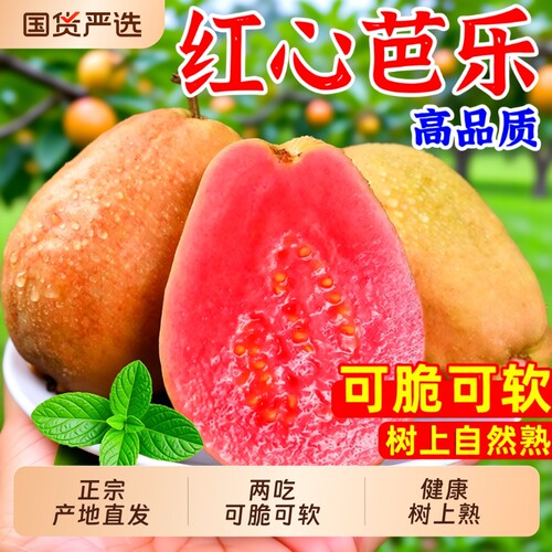 福建红心芭乐新鲜水果包邮大果脆甜胭脂红巴乐番石榴软心软糯自提